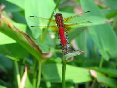 Dragonfly bug