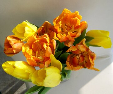 Tulip bouquet cut flower yellow-orange photo
