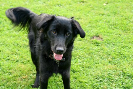 Playful dog retriever photo