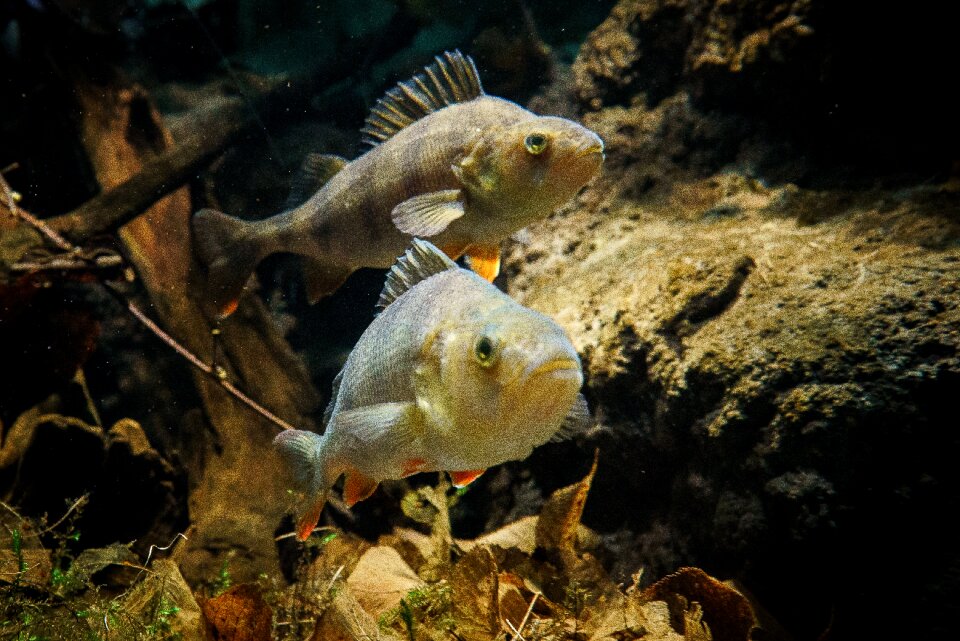 Fish sweet