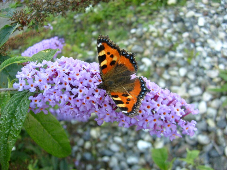 Sommerfuglebusk summer natural