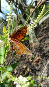 Insect nature summer