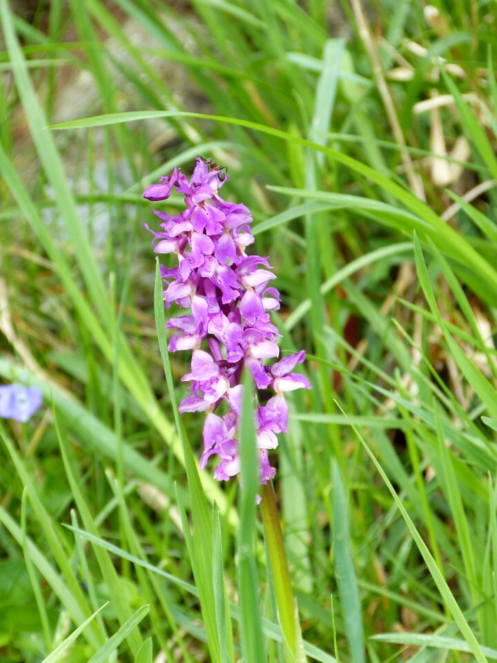 Orchid pyramid alps