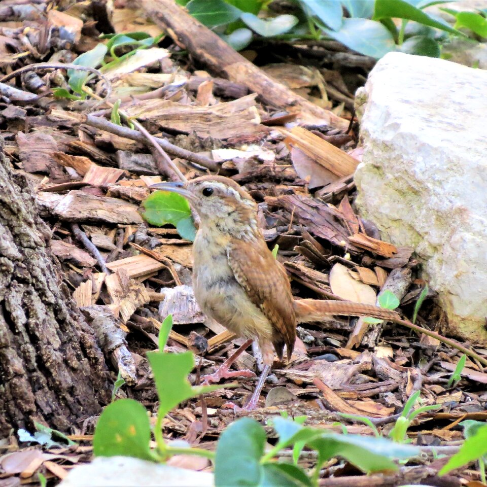 Tan cute wildlife