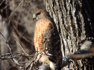 Fly feather falcon photo