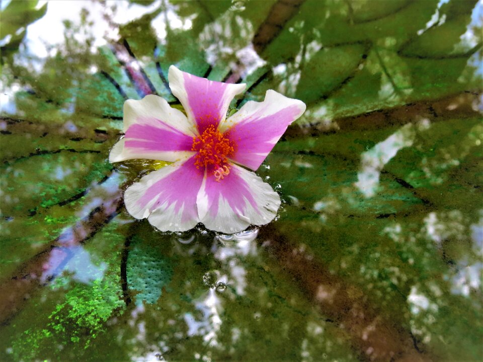 Water colorful