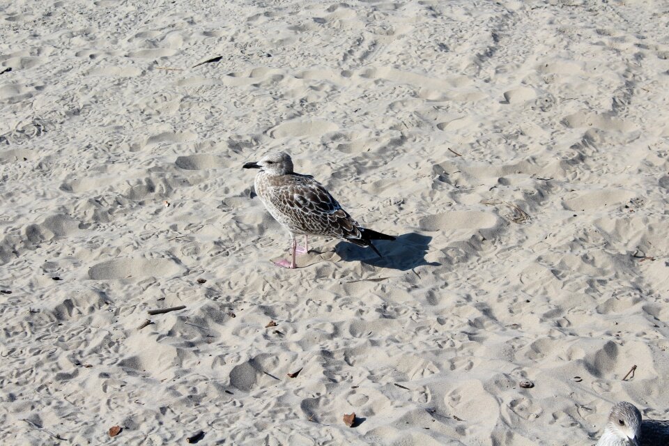 Summer nature seagull