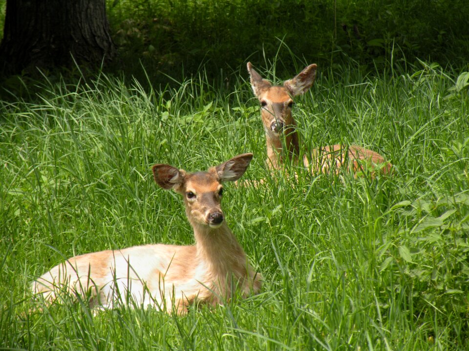 Female brown wildlife