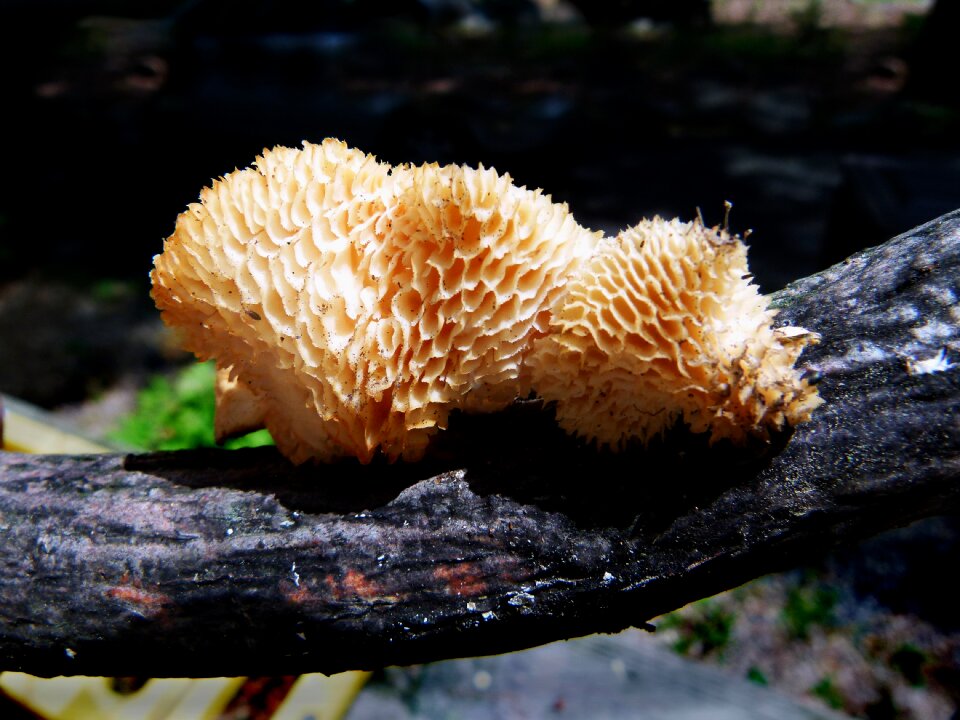 Wood branch nature