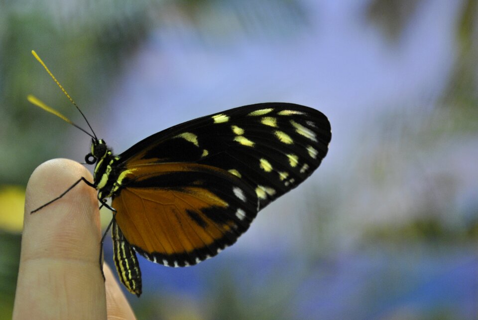 Butterfly finger nature