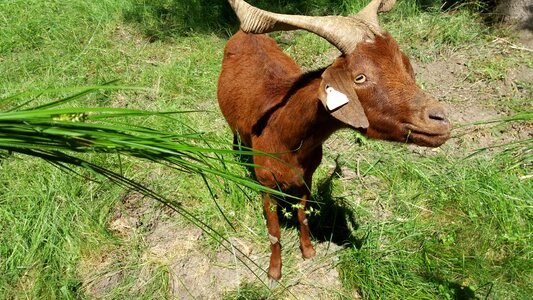 Breeding domestic animal food