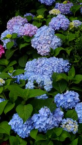 Flower blue summer endless