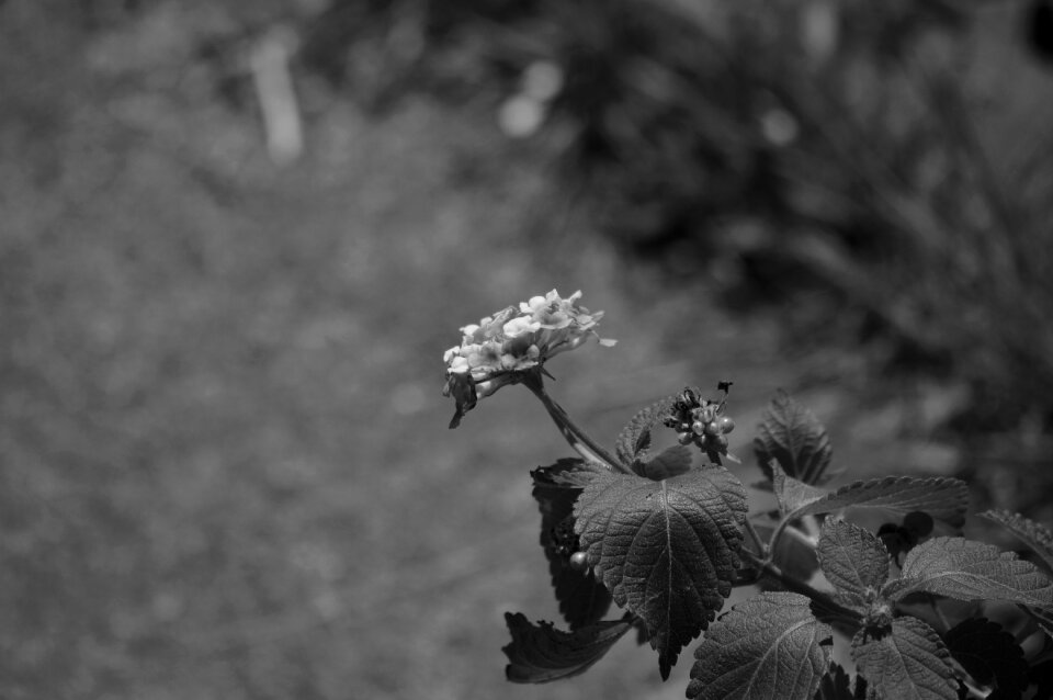 Flower leaf natural