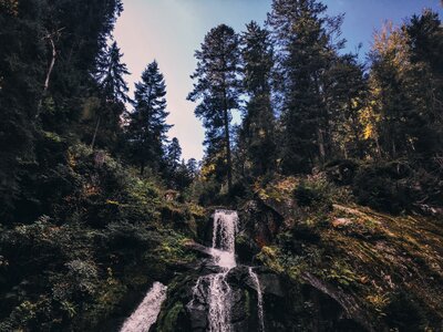 Nature landscape tree photo