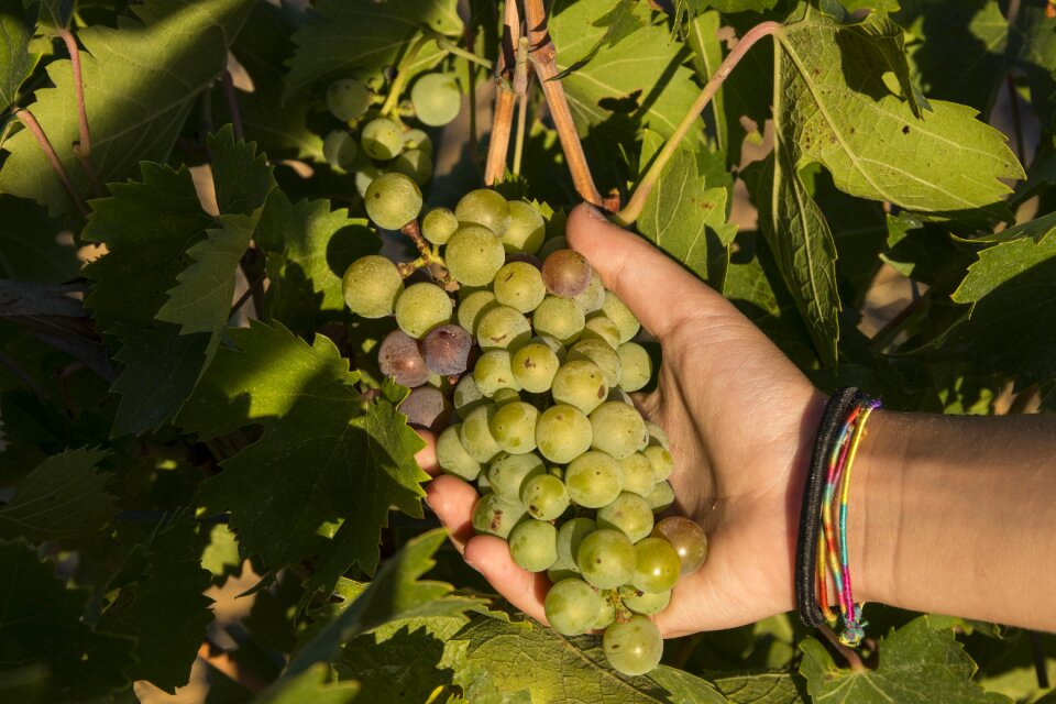 Vineyard wine tuscany