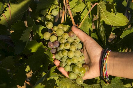 Vineyard wine tuscany
