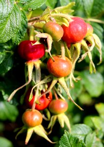 Red bush autumn photo