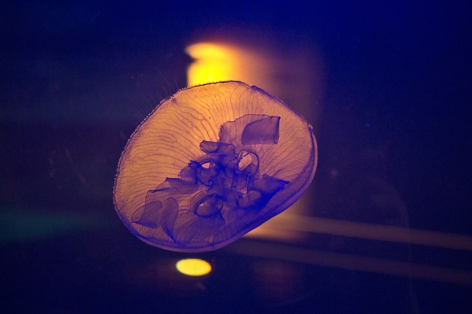 Ocean aquarium glowing