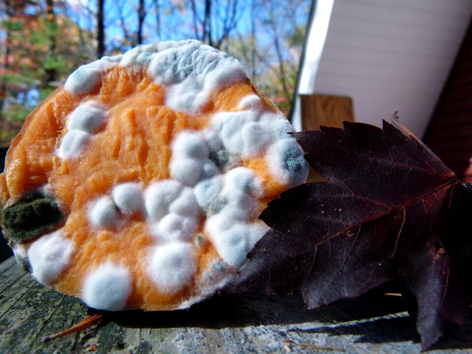 Fungus rotten mould
