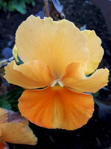 Plant orange flowers photo