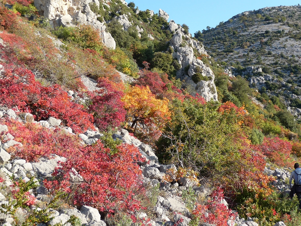 Fall trees nature