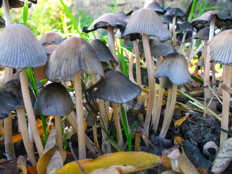Forest natural