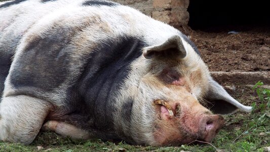Pigsty farm animal domestic pig photo