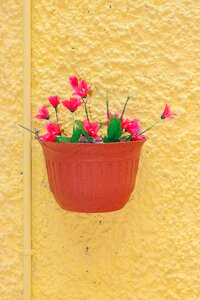Colorful nature primrose