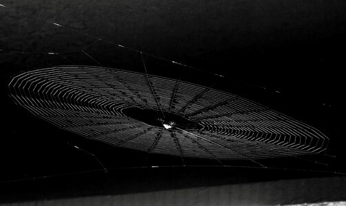 Insect spider web photo