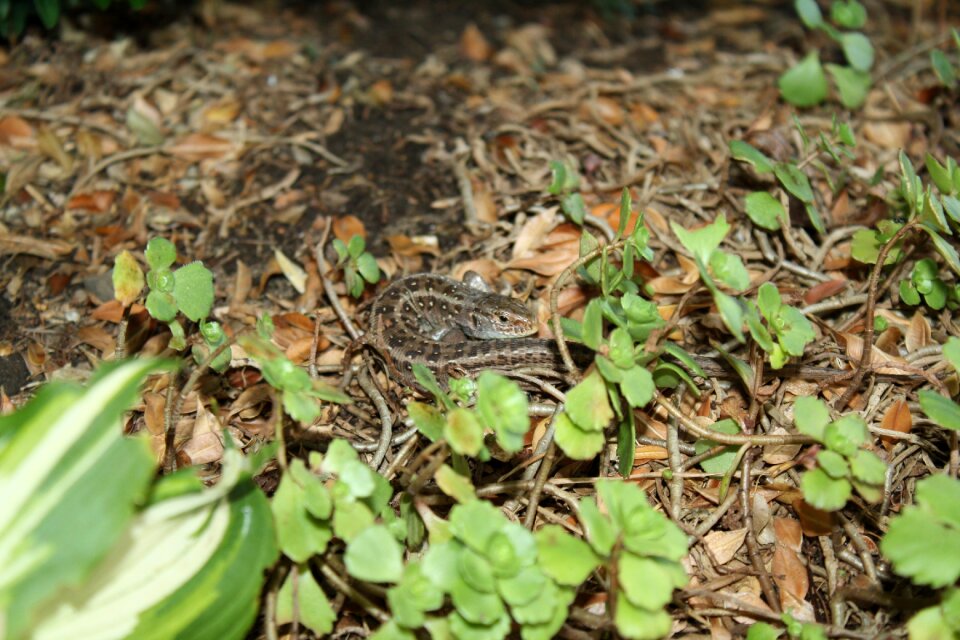 Animal reptile summer