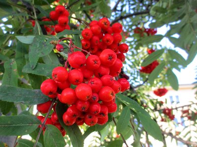 Rogn red autumn