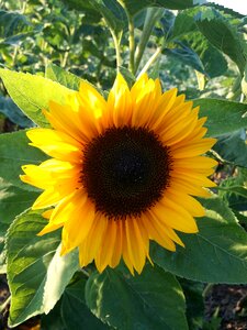 Summer yellow plant