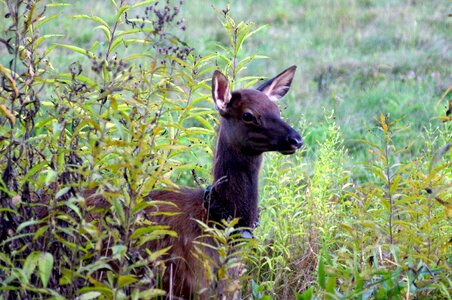 Animal wildlife autumn