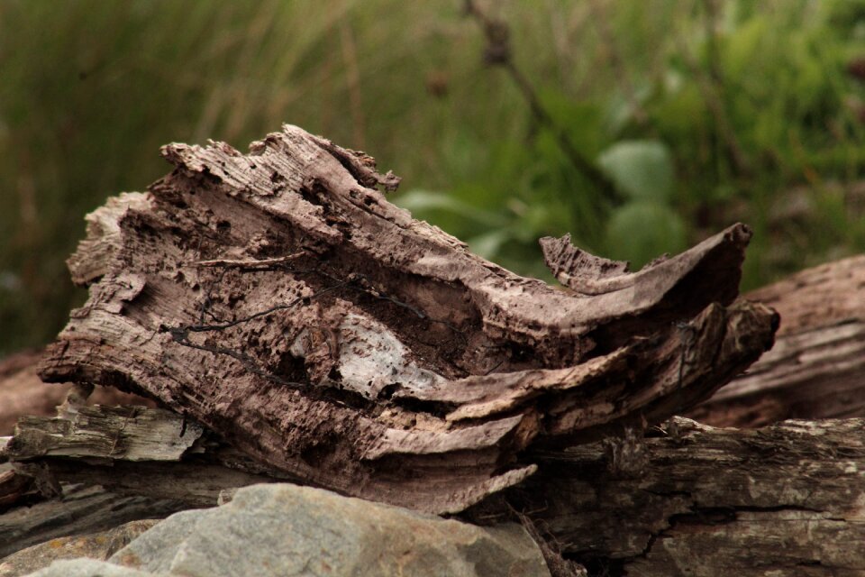 Water nature bog wood