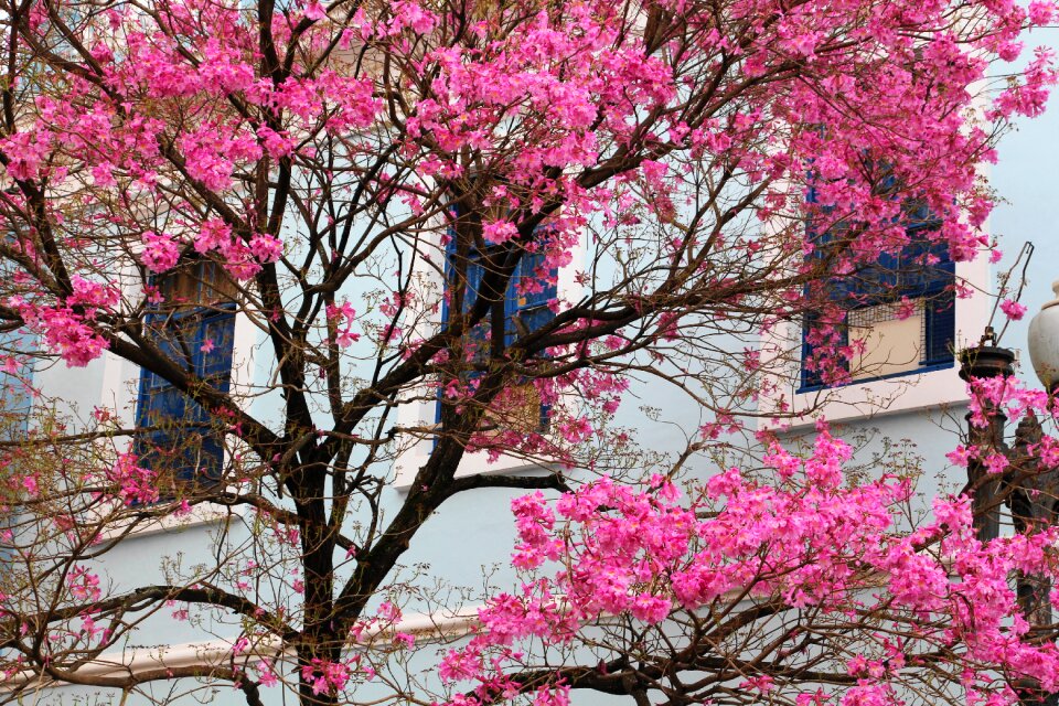 Porto alegre brazil tree colorful