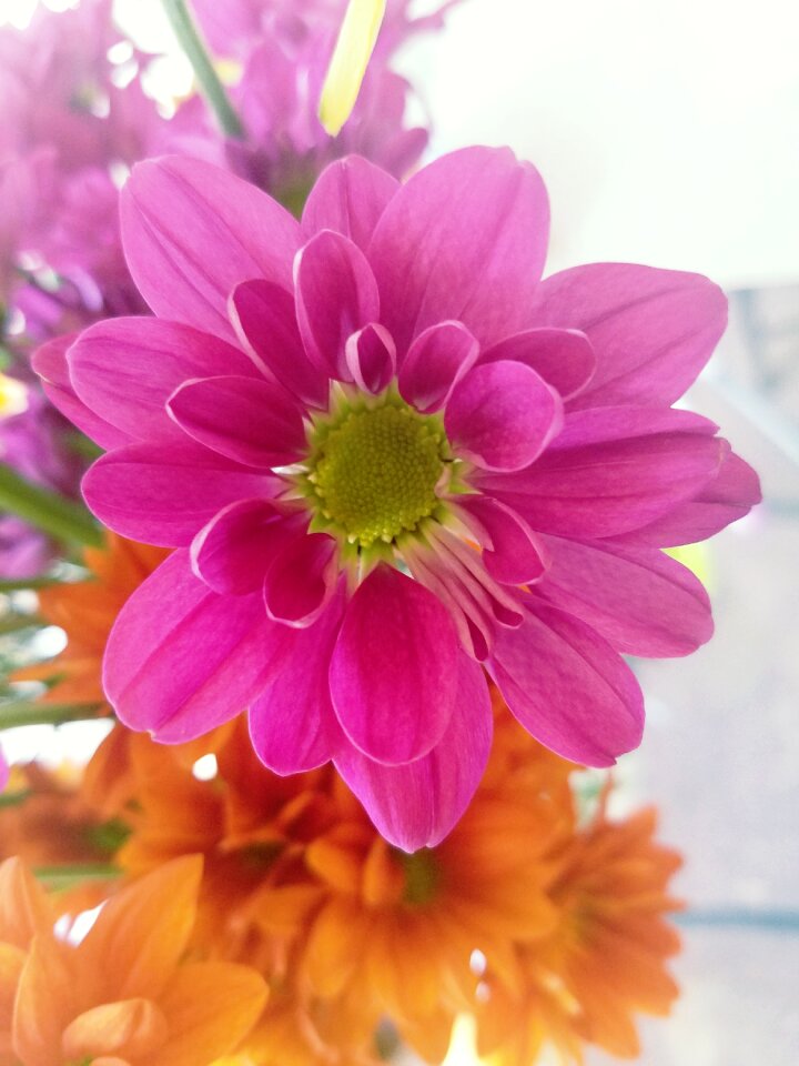 Flor rosada fuchsia