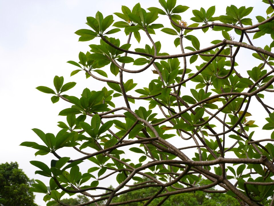 Forest foliage branch