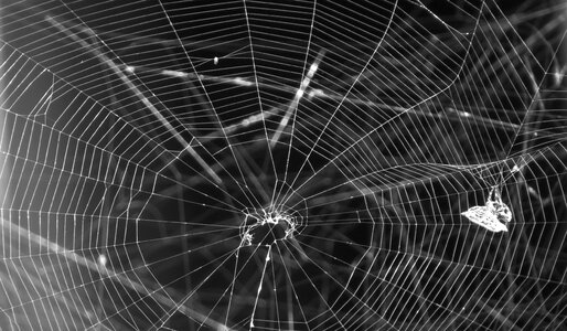 Black and white tissue spider