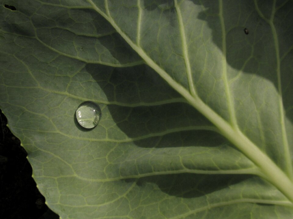 Dewdrop dew tropics
