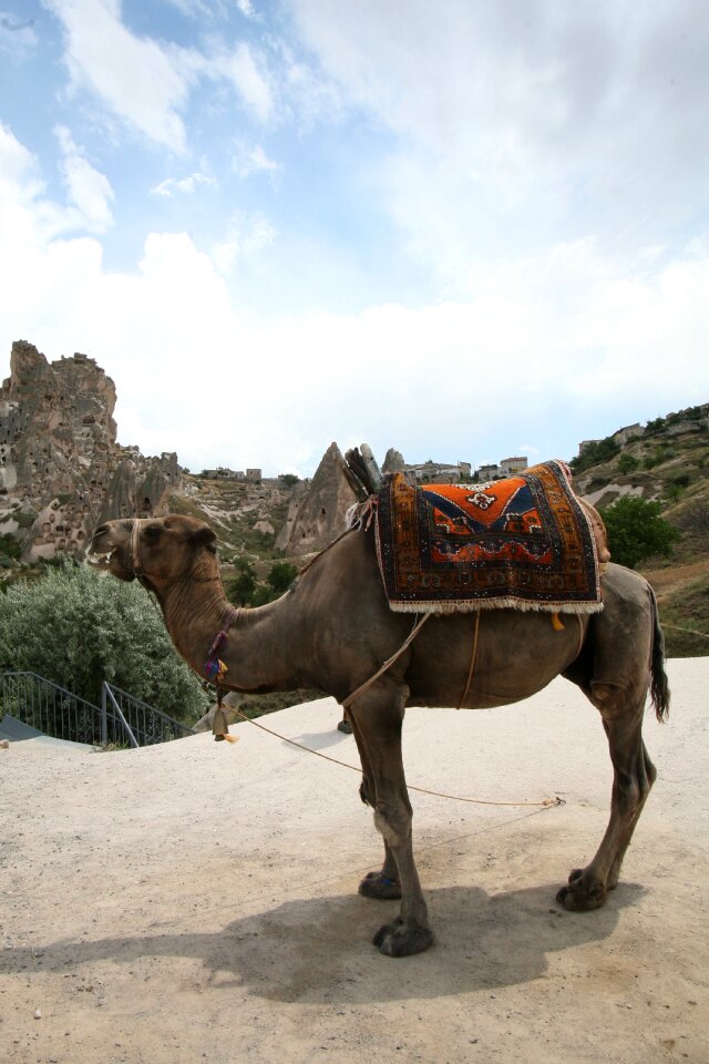 Turkey landscape camel