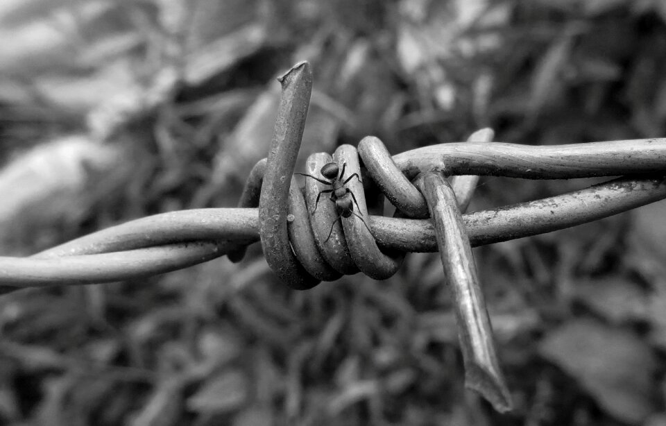 Ant wire of pua nature