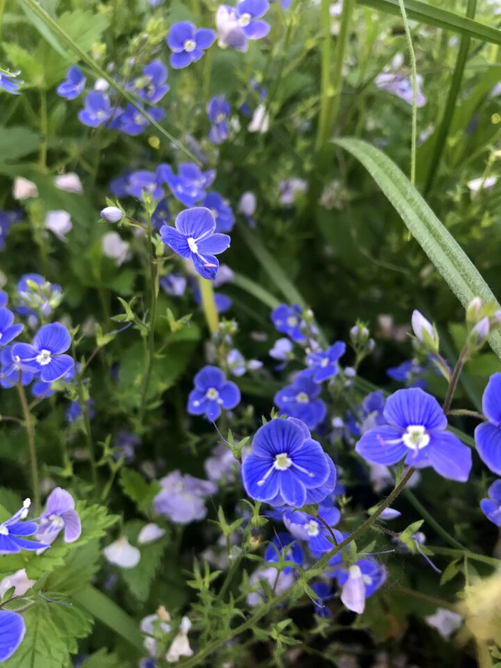 Purple summer flowers
