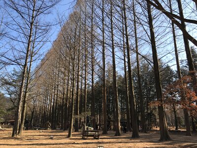 Trees park dry