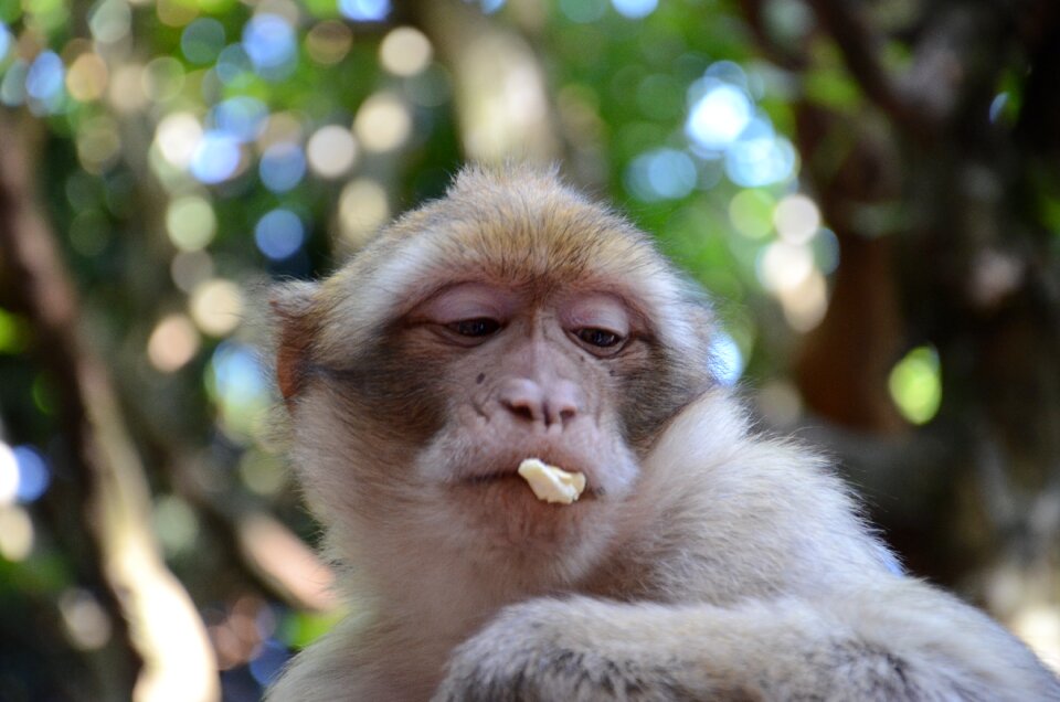 Primate animal mammal