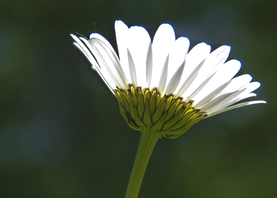 Bloom flora detail