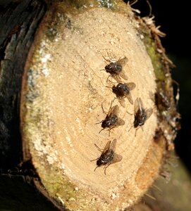 Insect wood