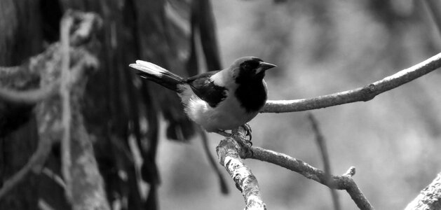 Ave bird black and white