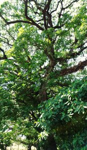 Natural landscape environmental