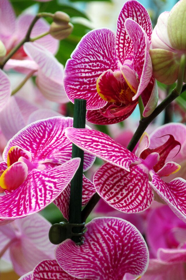 Orchid flower close up photo