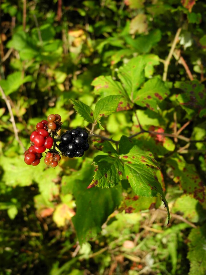 Non edible nature macro